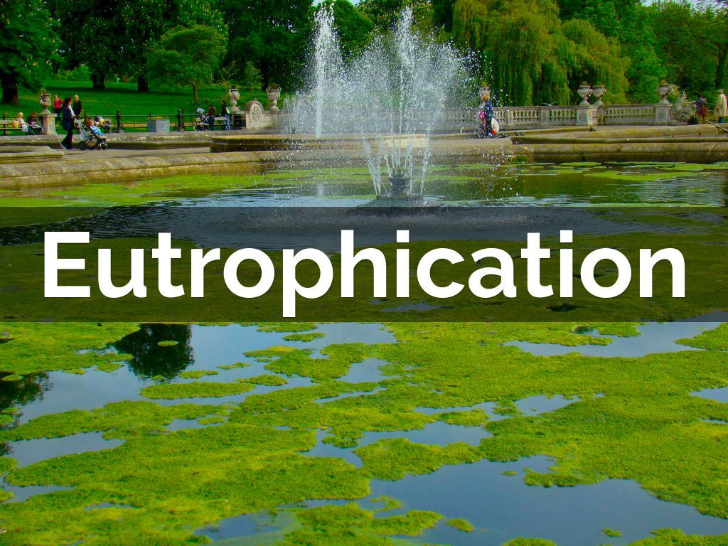 Eutrophication