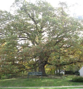 Majors Choice Park Champion White Oak